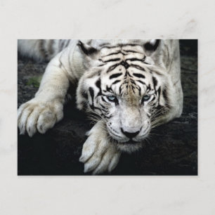 White Tiger Postcard