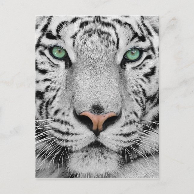 White Tiger Postcard (Front)