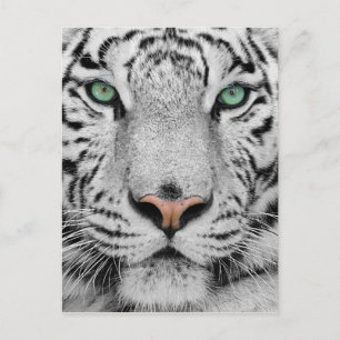White Tiger Postcard