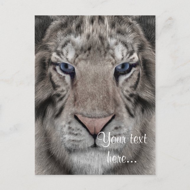White Tiger Postcard (Front)
