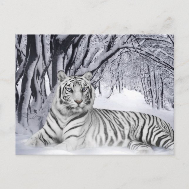 White Tiger Postcard (Front)