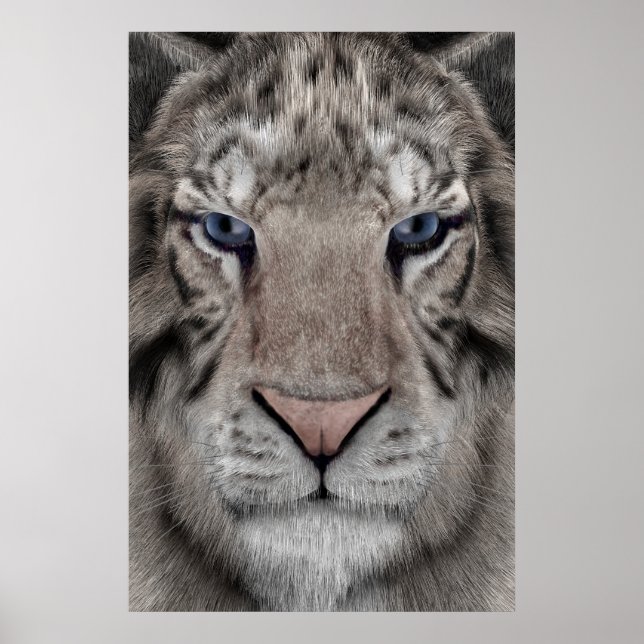 White Tiger Poster (Front)