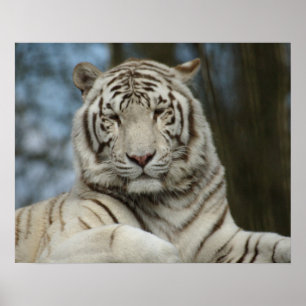White tiger poster