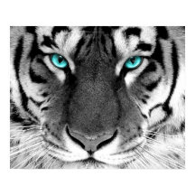 White Tiger Poster Eyes