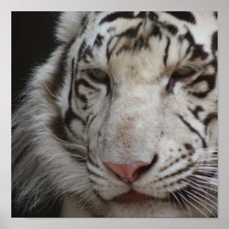 White Tiger Print