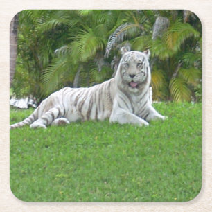 White Tiger Resting in Green Meadow Light Square Paper Coaster