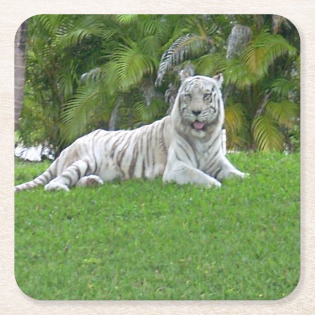 White Tiger Resting in Green Meadow Light Square Paper Coaster (Front)