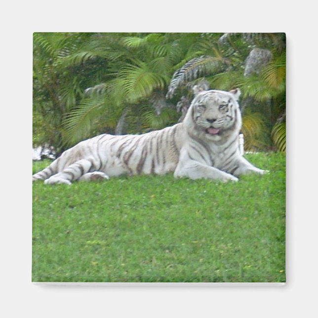 White Tiger Resting in Sunlit Green Grass Magnet (Front)