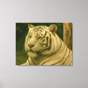 White Tiger Resting in Woodland Shade Canvas Print