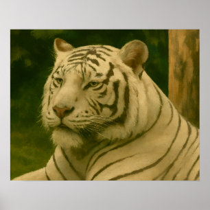 White Tiger Resting in Woodland Shade Poster