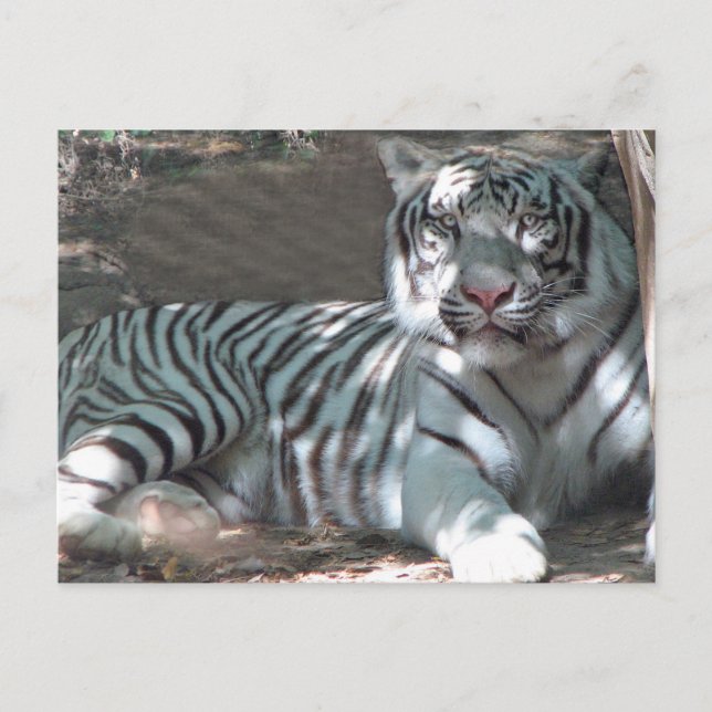 White Tiger Resting Under Tree Postcard (Front)