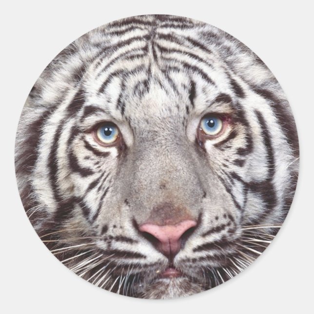 White Tiger Round Sticker (Front)