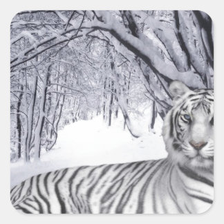 WHITE TIGER SQUARE STICKER