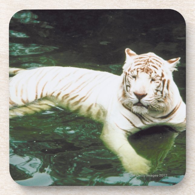 White Tiger Swimming Peacefully Coaster (Front)