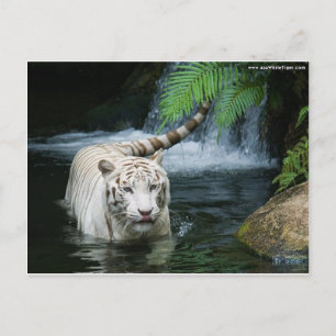 White Tiger Water Postcard
