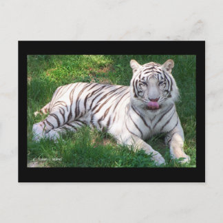 White Tiger with Blue Eyes Licking Nose Postcard