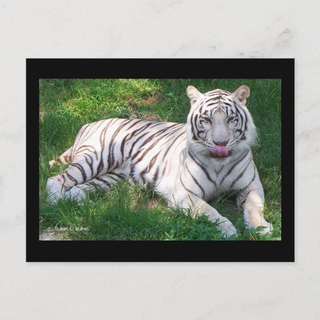 White Tiger with Blue Eyes Licking Nose Postcard (Front)