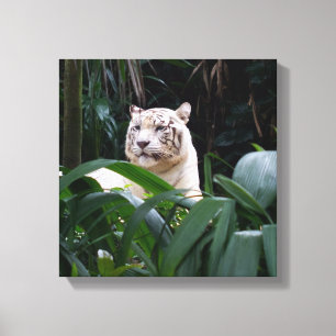 White Tiger  Wrapped Canvas