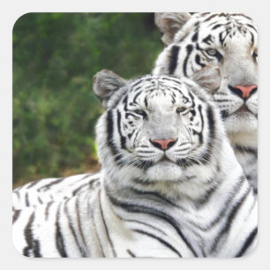 White Tigers Square Sticker