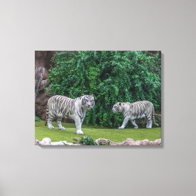 White tigers view canvas print (Front)