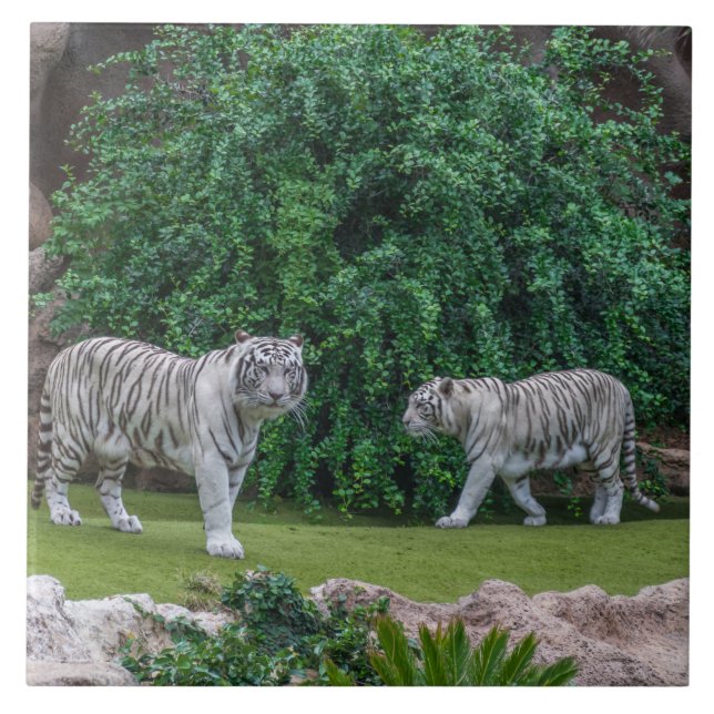 White tigers view ceramic tile (Front)