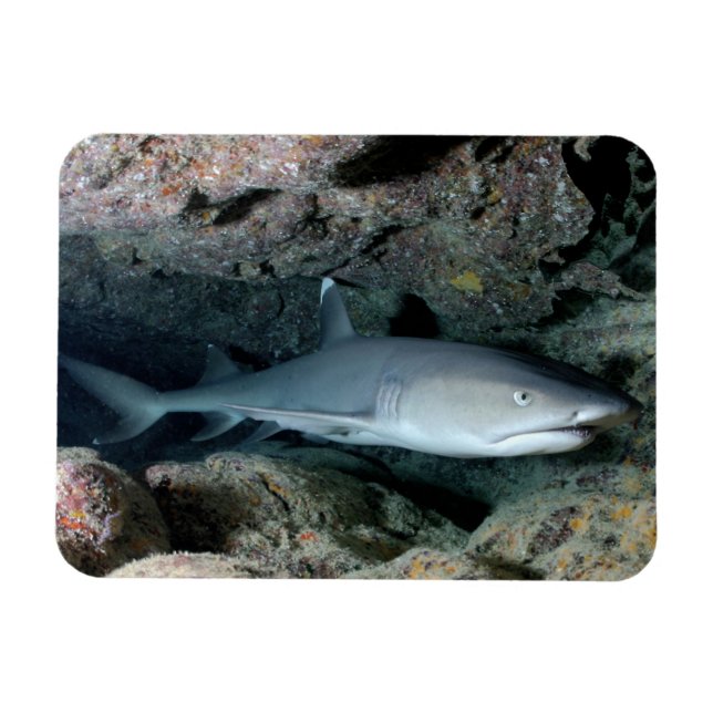 White Tip Reef Shark Swimming in Coral Magnet (Horizontal)