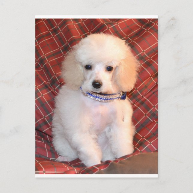 White Toy Poodle Fluffy Puppy Postcard (Front)