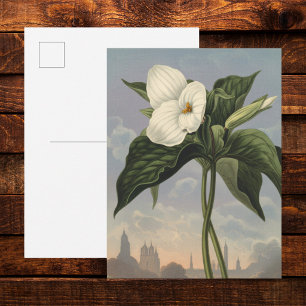 White Trillium Flower in Temple of Flora Style Postcard