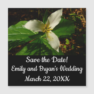 White Trillium Flower Spring Wildflower