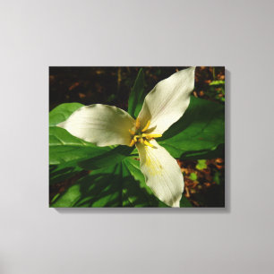 White Trillium Flower Spring Wildflower Canvas Print