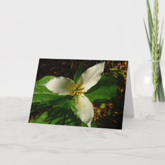 White Trillium Flower Spring Wildflower Card