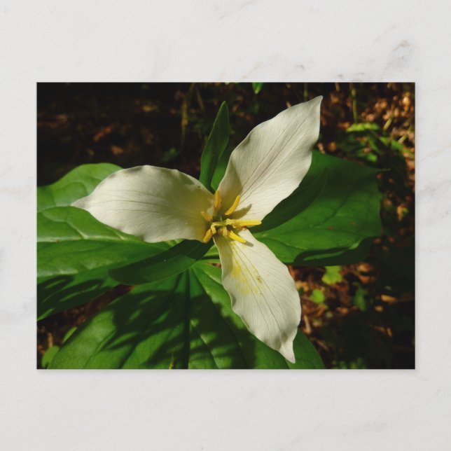 White Trillium Flower Spring Wildflower Postcard (Front)