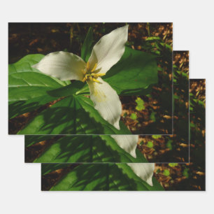 White Trillium Flower Spring Wildflower Wrapping Paper Sheet