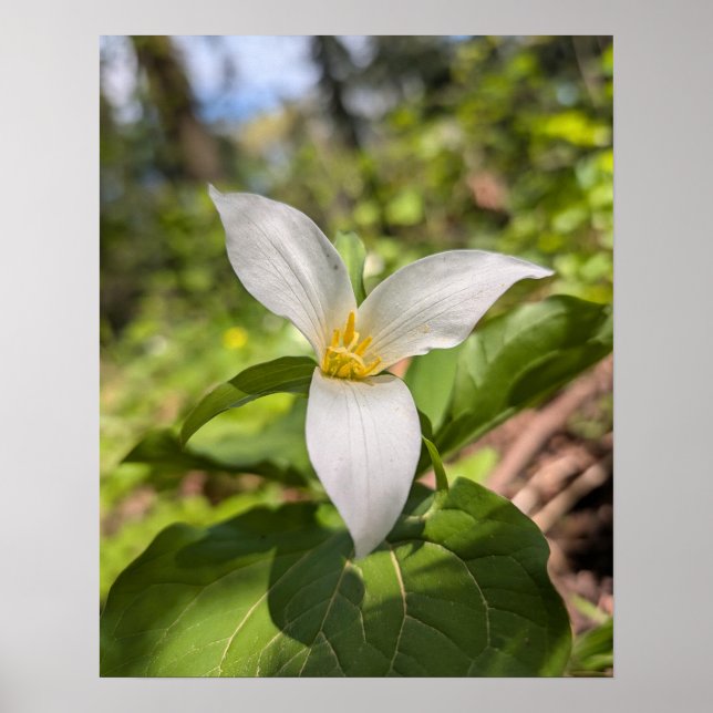 White Trillium Forest Flower Macro Poster (Front)