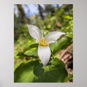 White Trillium Forest Flower Macro Poster