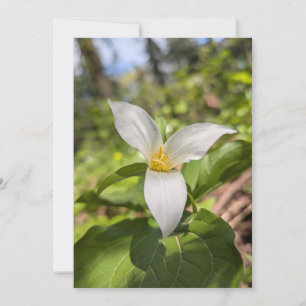 White Trillium Wildflower in Sunlit Forest Invitation
