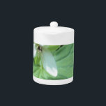 white trillium with greenry<br><div class="desc">white trillium with greenry</div>