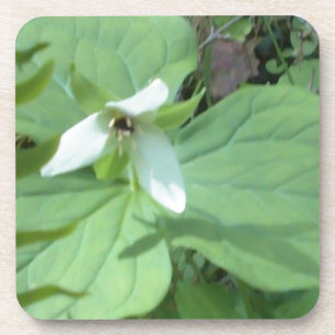 white trillium with greenry coaster