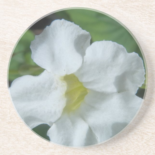 White Tropical Flower Found on Fiji Coaster (Front)