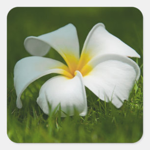 White tropical flower (frangipani) close up square sticker