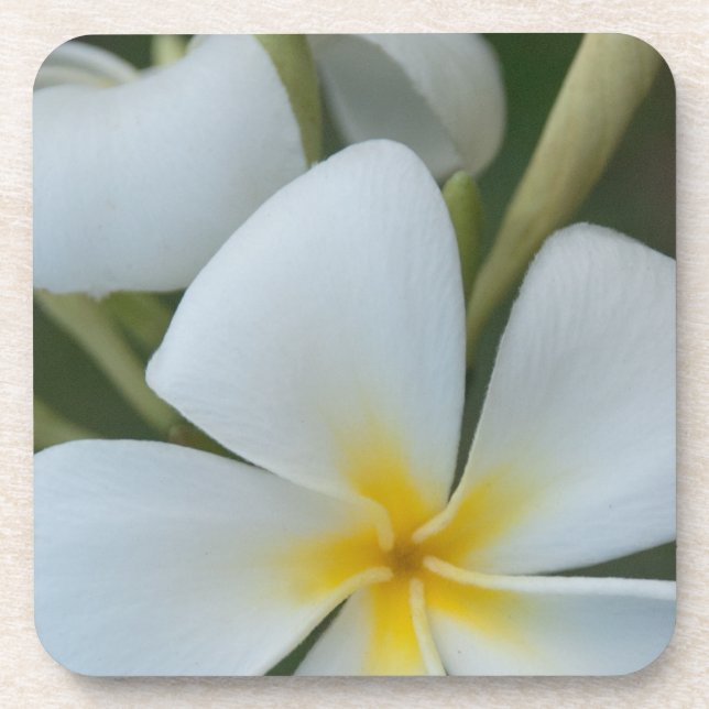 White Tropical Flower From Fiji Coaster (Front)
