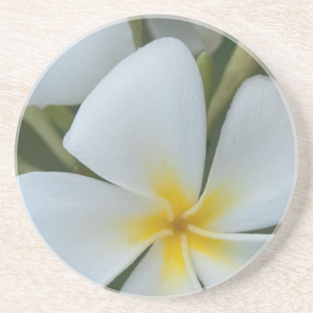 White Tropical Flower From Fiji Coaster (Front)