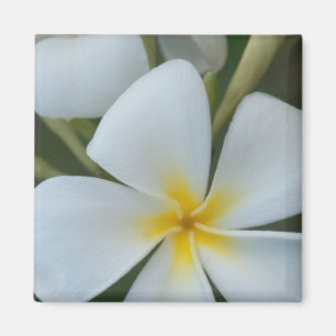 White Tropical Plumeria Flower From Fiji Magnet