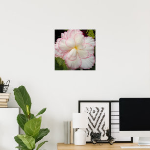 White Tuberous Begonia Bloom Floral Poster