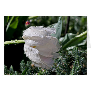 White Tulip
