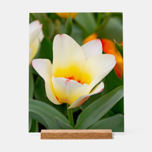 White Tulip Acrylic Sign