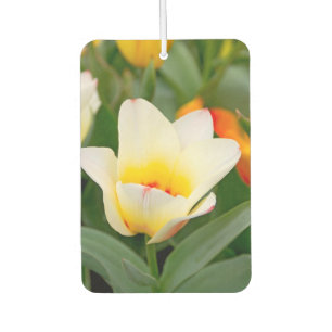 White Tulip Car Air Freshener