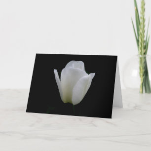 White Tulip Card