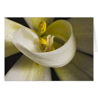 White Tulip Curl Card - Blank Inside