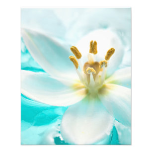 White Tulip Flower Blue Water Pond Aqua Turquoise Photo Print